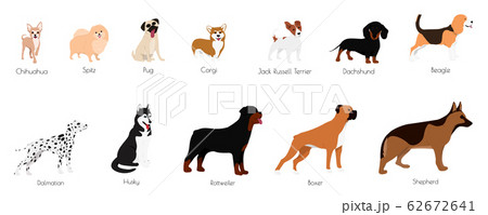 Different type of vector cartoon dogs. Different type of vector cartoon dogs. 62672641