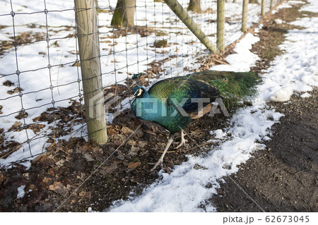 Portrait of a colourful peacock 62673045