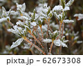 冬に凍てついた石楠花の枝 62673308