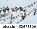 冬に立ち枯れたバジル 62673309