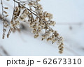 雪原に立つ枯れた背高泡立草 62673310