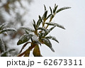 冬に凍てついた石楠花の枝 62673311