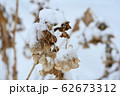 雪の中にそびえる枯れた紫陽花の花 62673312