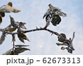 寒さに耐える薔薇の木の枝 62673313