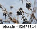 冬に立ち枯れたキク 62673314