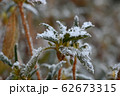 冬に凍てついた石楠花の枝 62673315