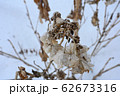 雪の中にそびえる枯れた紫陽花の花 62673316