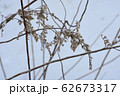 雪原に立つ枯れた背高泡立草 62673317
