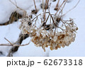雪の中にそびえる枯れた紫陽花の花 62673318