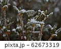 冬に凍てついた石楠花の枝 62673319
