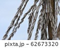 そのまま冬になったトウモロコシの穂 62673320