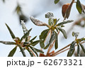 冬に凍てついた石楠花の枝 62673321