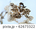 雪の中にそびえる枯れた紫陽花の花 62673322