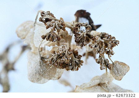 雪の中にそびえる枯れた紫陽花の花の写真素材