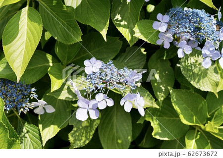 紫陽花の蕾 62673672