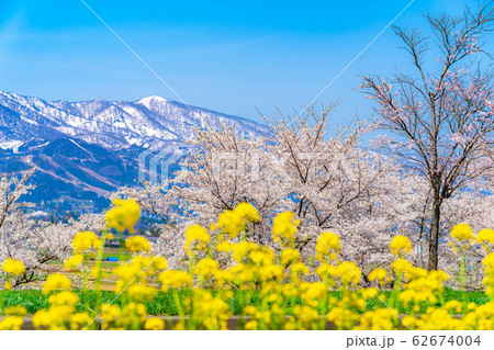桜と菜の花と北アルプス 【長野県】 桜と菜の花と北アルプス 【長野県】 62674004