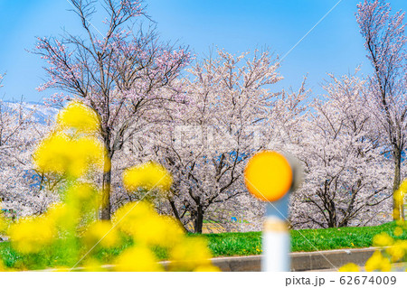 桜と菜の花と北アルプス 【長野県】 桜と菜の花と北アルプス 【長野県】 62674009