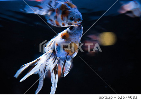 金魚 62674083