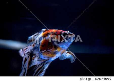 金魚 62674095