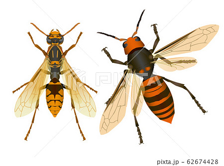 セグロアシナガバチとオオスズメバチ 62674428