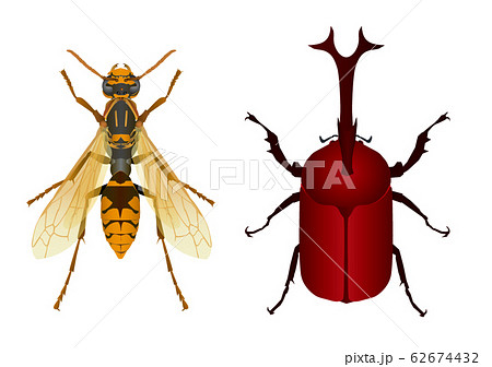 セグロアシナガバチとカブトムシ セグロアシナガバチとカブトムシ 62674432