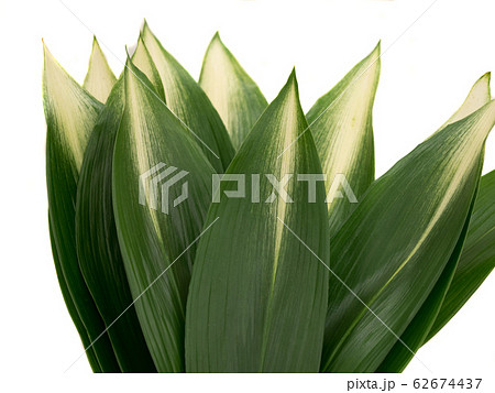 ハランの葉 62674437