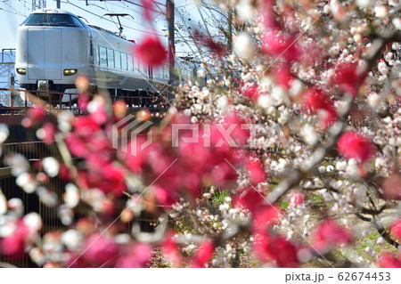梅と287系特急電車 梅と287系特急電車 62674453