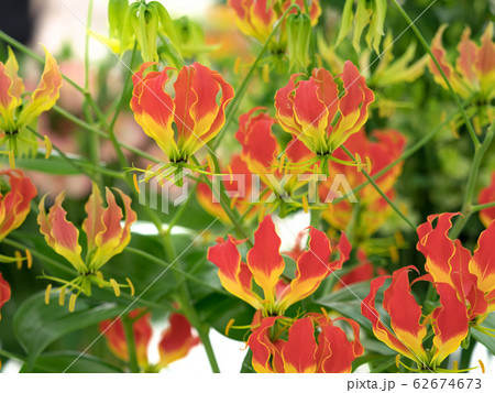 グロリオサの写真素材