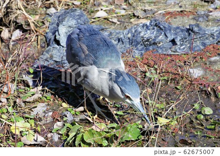 ゴイサギ　何かを狙って抜き足差し足 62675007