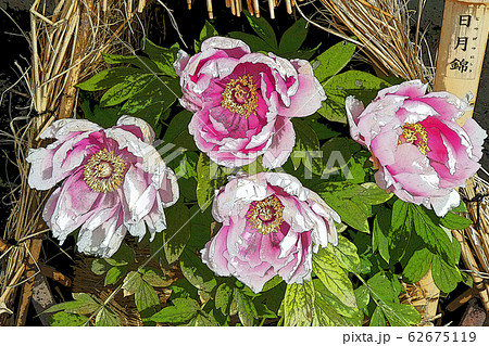 冬牡丹 冬牡丹 62675119