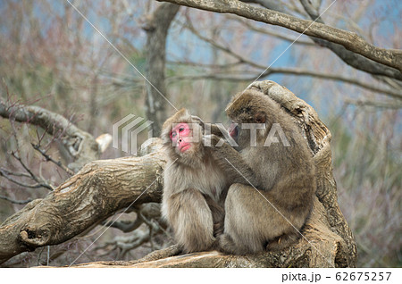 木の上で毛づくろいするニホンザル 嵐山モンキーパークいわたやま 木の上で毛づくろいするニホンザル 嵐山モンキーパークいわたやま 62675257