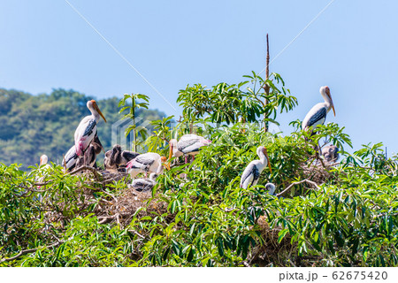 Group stork build a nest on tree and has a baby Group stork build a nest on tree and has a baby 62675420