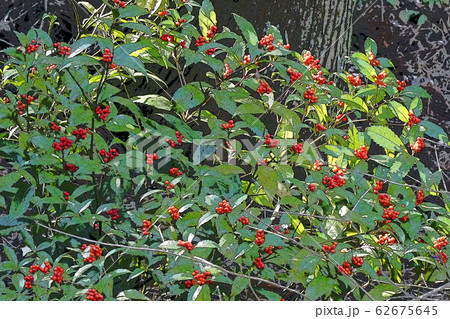 東山動植物園点景 62675645