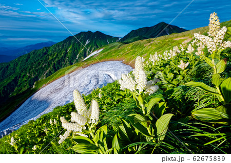 飯豊連峰・御西岳のコバイケイソウと大日岳 62675839
