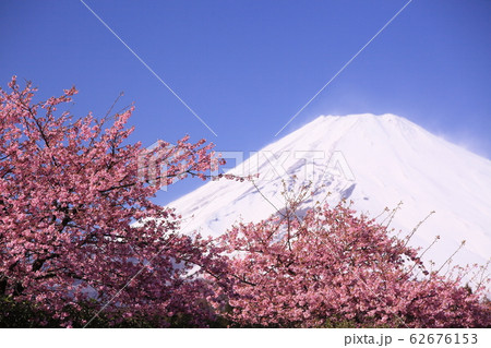 河津桜の森の上に頭を出した富士山 62676153