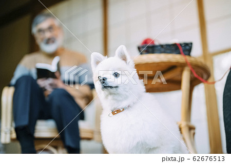 犬とくつろぐシニア 62676513