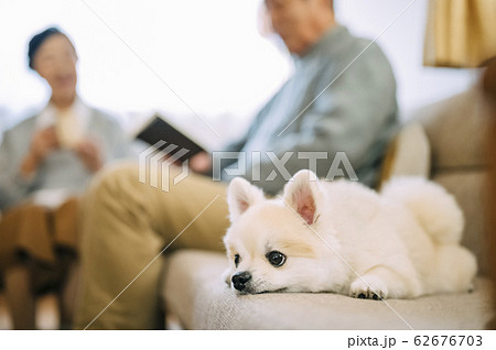 犬とシニア 62676703
