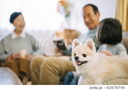犬とシニア 62676746