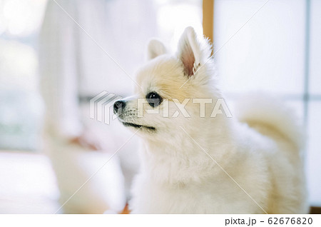 犬とシニアの写真素材