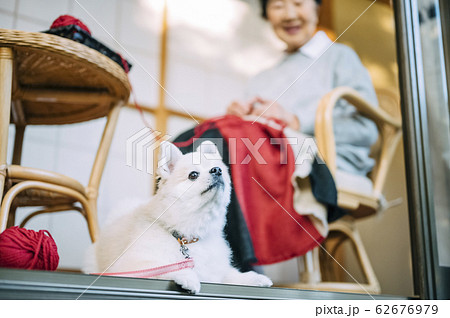 犬とくつろぐシニア 62676979