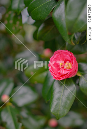 山茶花の風景 62677069
