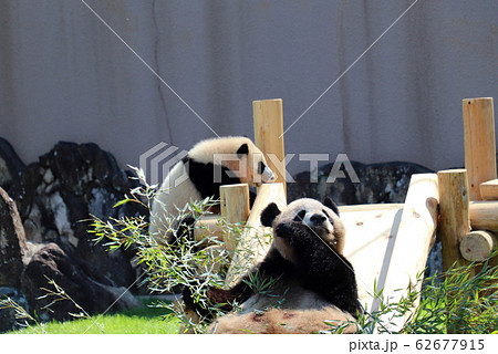 パンダの親子 パンダの親子 62677915