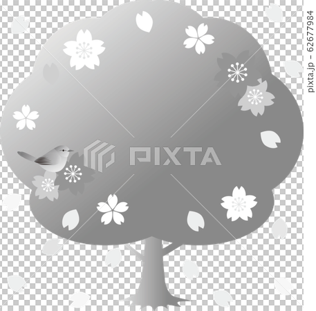 Uguisu櫻花鳥春天的花朵單色灰色框架副本空間 Uguisu櫻花鳥春天的花朵單色灰色框架副本空間 62677984