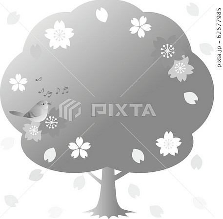 うぐいす　さくら　小鳥　春　花　白黒　モノクロ　グレー　フレーム　コピースペース 62677985