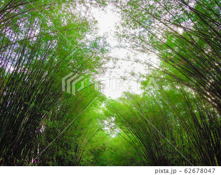 Tunnel of bamboo forest in tropical rainforest 62678047