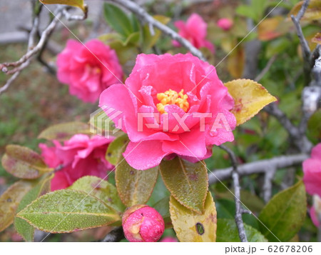山茶花 山茶花 62678206