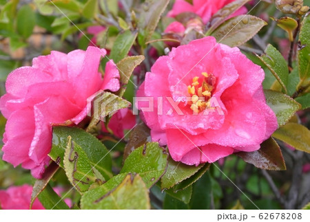 山茶花 山茶花 62678208