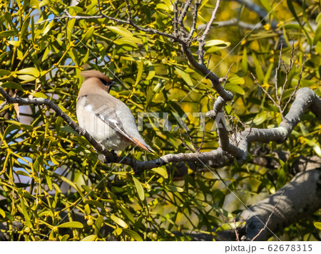 秋ヶ瀬のレンジャク 秋ヶ瀬のレンジャク 62678315