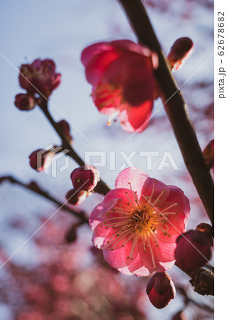 陽射し透ける八重咲きの紅梅 c フィルム調 陽射し透ける八重咲きの紅梅 c フィルム調 62678682