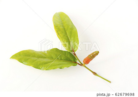 ヒハツモドキの果実 62679698